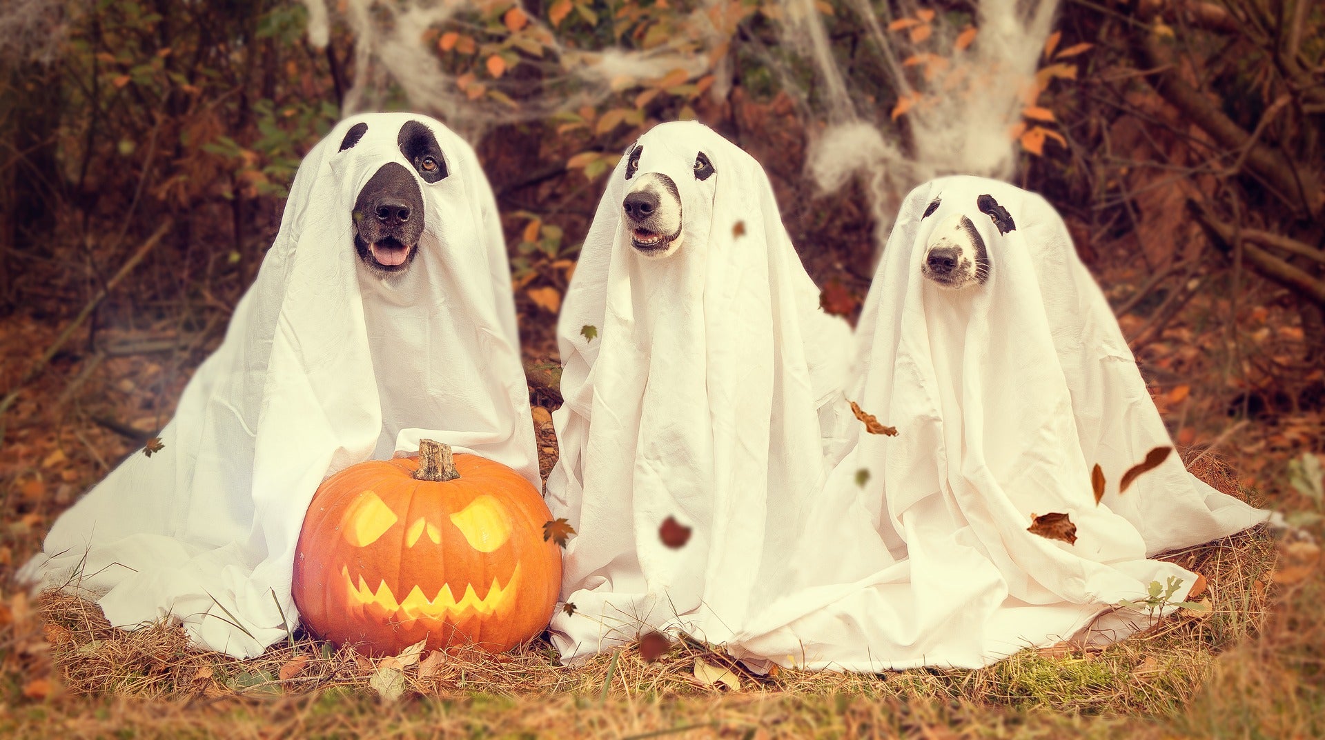 4 Easy Last Minute Halloween Costumes Made From Old Sheets