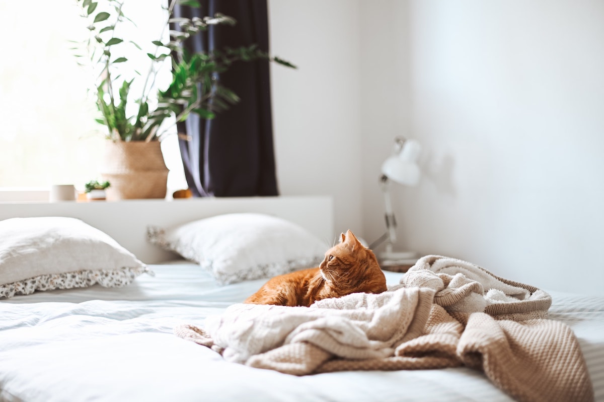 How To Get Rid Of Bed Bugs